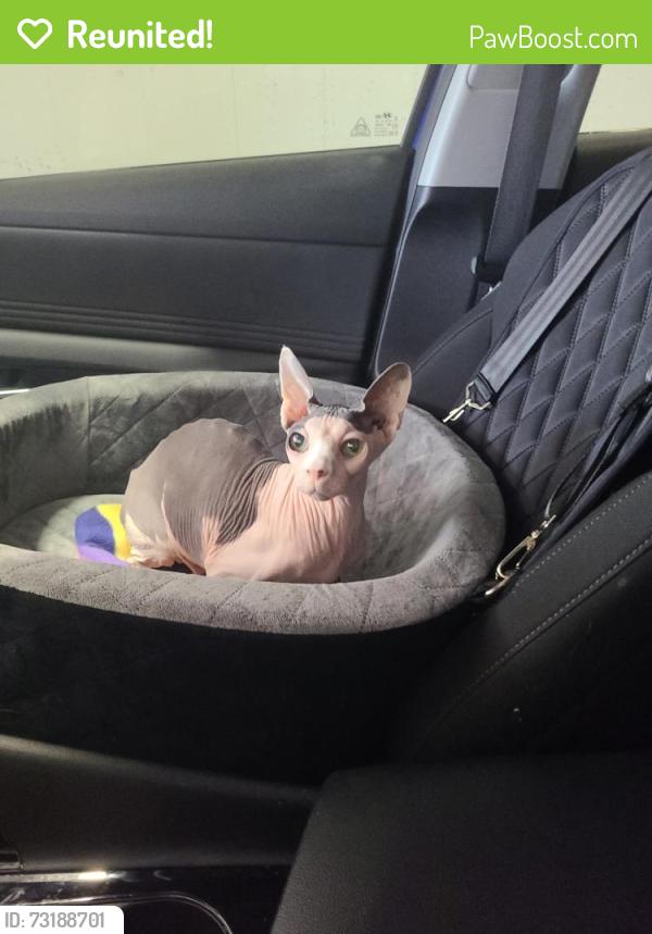 Reunited Male Cat last seen 120th AND Irma, Northglenn, CO 80233
