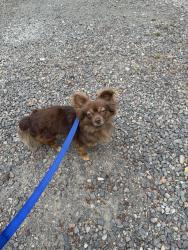 Reunited Male Dog last seen 99th and highway 99, Vancouver, WA 98665