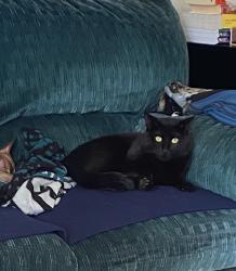 Lost Male Cat last seen Cherry and Green Street, Palmyra, PA 17078