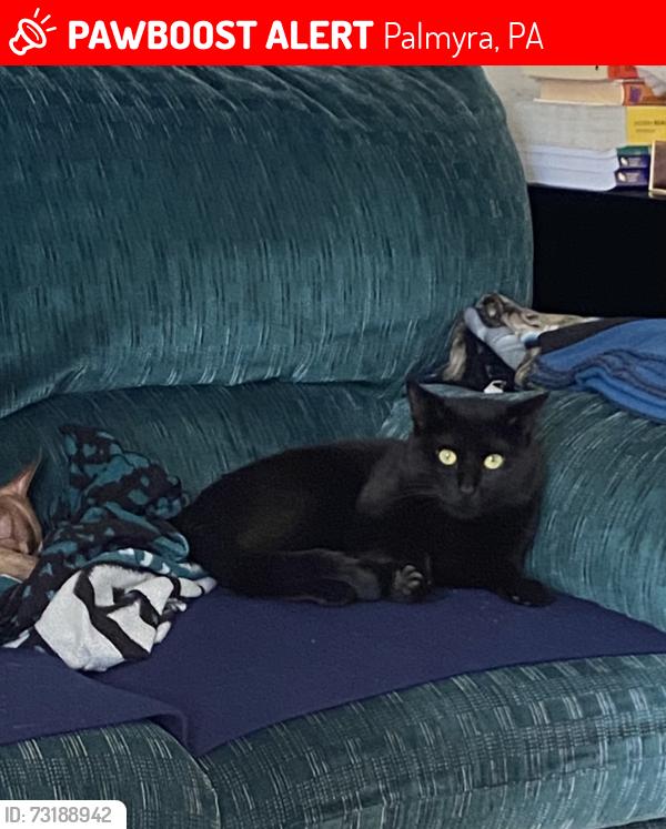 Lost Male Cat last seen Cherry and Green Street, Palmyra, PA 17078