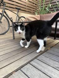 Reunited Unknown Cat last seen Sacramento and Fillmore, San Francisco, CA 94115