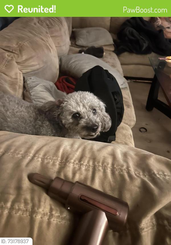 Reunited Female Dog last seen Rampart street, Los Angeles, CA 90057
