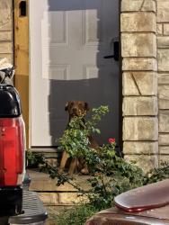 Lost Male Dog last seen Apache St., Martin Luther King, Tulsa, OK 74106