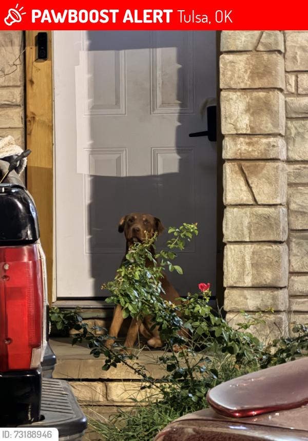 Lost Male Dog last seen Apache St., Martin Luther King, Tulsa, OK 74106