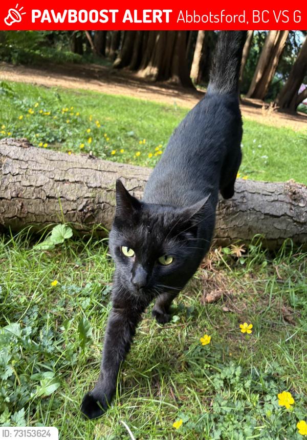 Lost Male Cat last seen Hoon park, Abbotsford, BC V2S 1G1