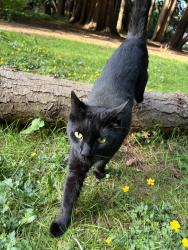 Lost Male Cat last seen Hoon park, Abbotsford, BC V2S 1G1