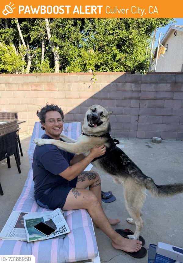 Found/Stray Male Dog last seen Inglewood Blvd and Culver Blvd, Culver City, CA 90230