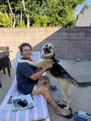 Found/Stray Male Dog last seen Inglewood Blvd and Culver Blvd, Culver City, CA 90230
