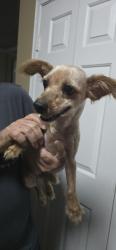 Found/Stray Female Dog last seen Don't dodson, hwy 183, Murphy, central, Bedford, TX 76021