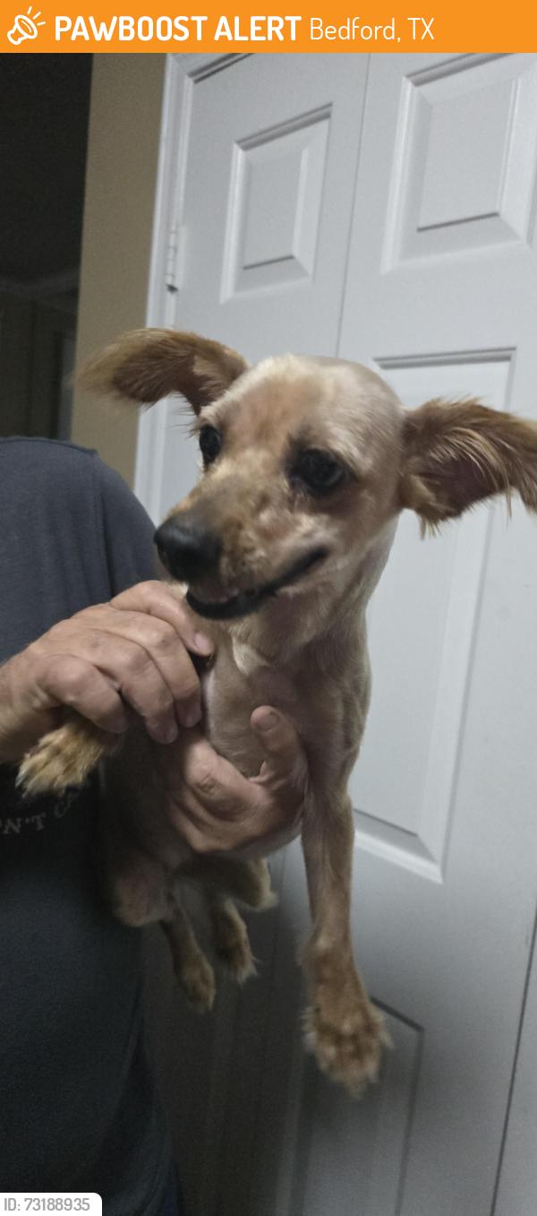 Found/Stray Female Dog last seen Don't dodson, hwy 183, Murphy, central, Bedford, TX 76021