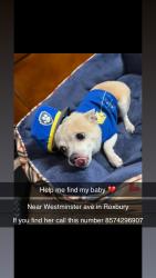 Lost Female Dog last seen Westminster x Washington st, Boston, MA 02119