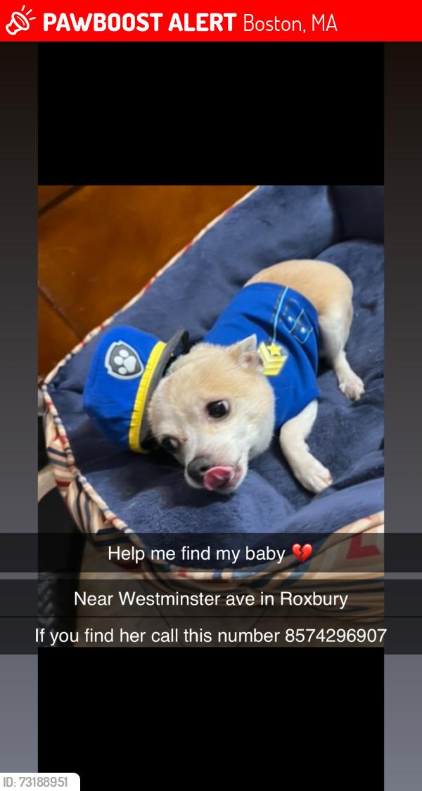 Lost Female Dog last seen Westminster x Washington st, Boston, MA 02119