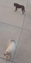 Reunited Unknown Dog last seen BYAA Rec center, Huntsville, AL 35811