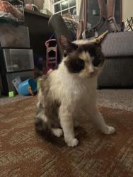 Reunited Female Cat last seen St Michael’s ct, near Regal Surface & Stone, Bruce Township, MI 48065