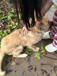 Reunited Female Dog last seen Lynwood place, Forest Park, GA 30297