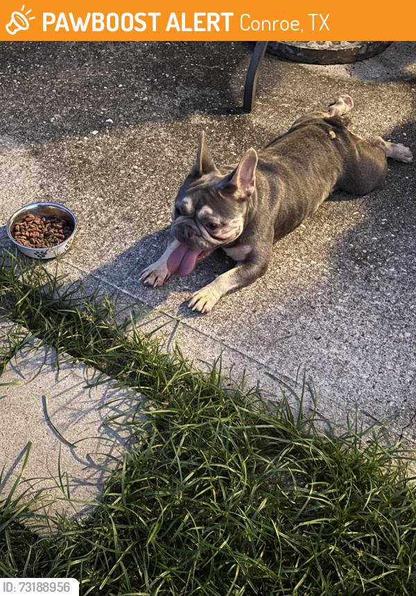 Found/Stray Female Dog last seen Montgomery Creek Ranch, Conroe, TX 77385