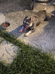 Found/Stray Female Dog last seen Montgomery Creek Ranch, Conroe, TX 77385