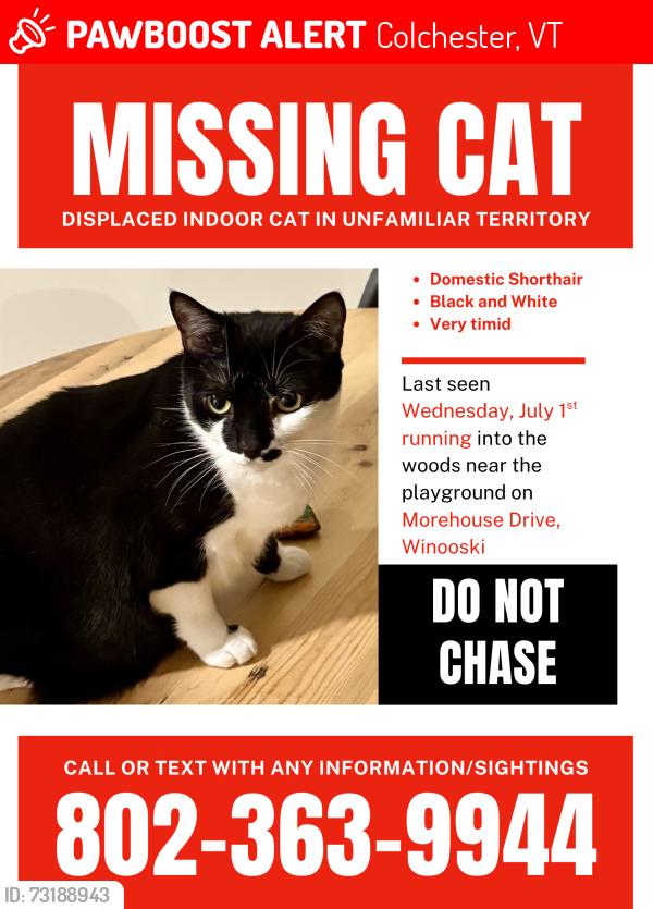Lost Female Cat last seen Mallets Bay Ave, Colchester, VT 05446