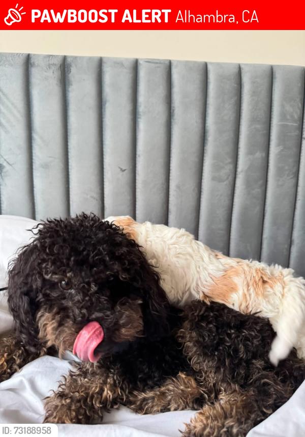 Lost Female Dog last seen Garfield st, Alhambra, CA 91801