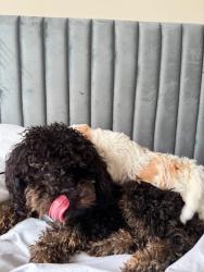 Lost Female Dog last seen Garfield st, Alhambra, CA 91801