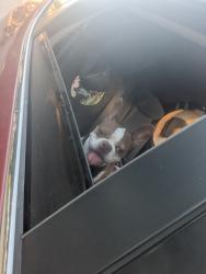 Reunited Male Dog last seen Twelve 100 apmts, Austin, TX 78758