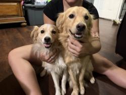 Found/Stray Male Dog last seen Sherbrooke , Dempartum, Pasadena, TX 77503