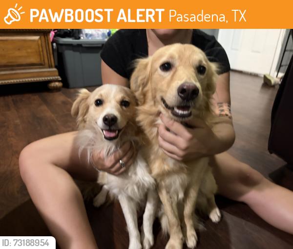 Found/Stray Male Dog last seen Sherbrooke , Dempartum, Pasadena, TX 77503