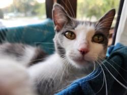 Found/Stray Female Cat last seen Forest Ave, Clive, IA 50325