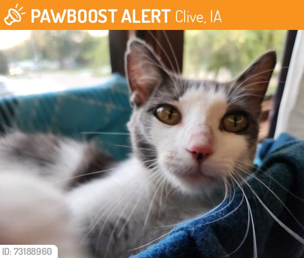 Found/Stray Female Cat last seen Forest Ave, Clive, IA 50325
