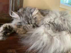 Reunited Female Cat last seen Nw 178th and Marylhurst, Bethany, OR 97229