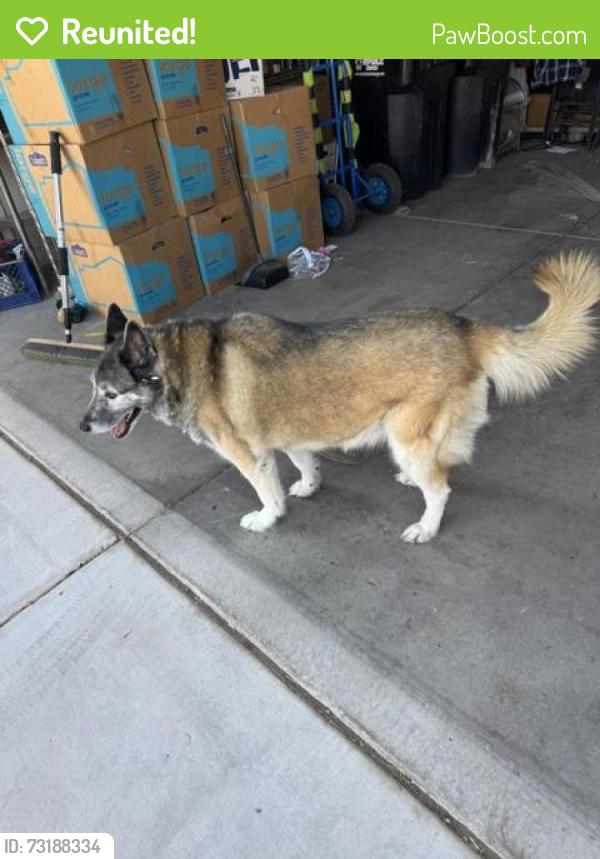Reunited Female Dog last seen Tropical and Clayton, North Las Vegas, NV 89031