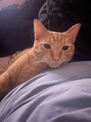 Reunited Male Cat last seen Matlock and turner warell, Arlington, TX 76002