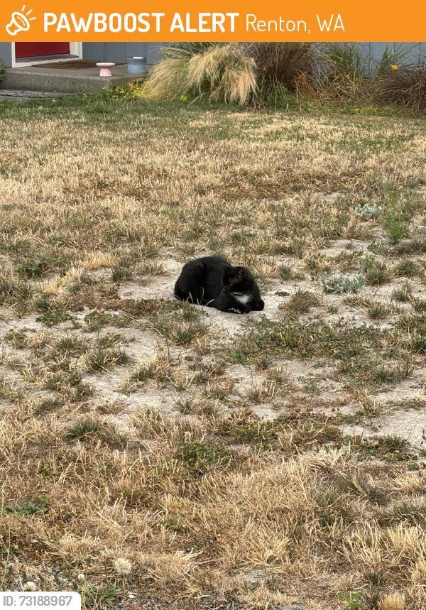 Found/Stray Unknown Cat last seen Lynwood Ave NE, Renton, WA 98056