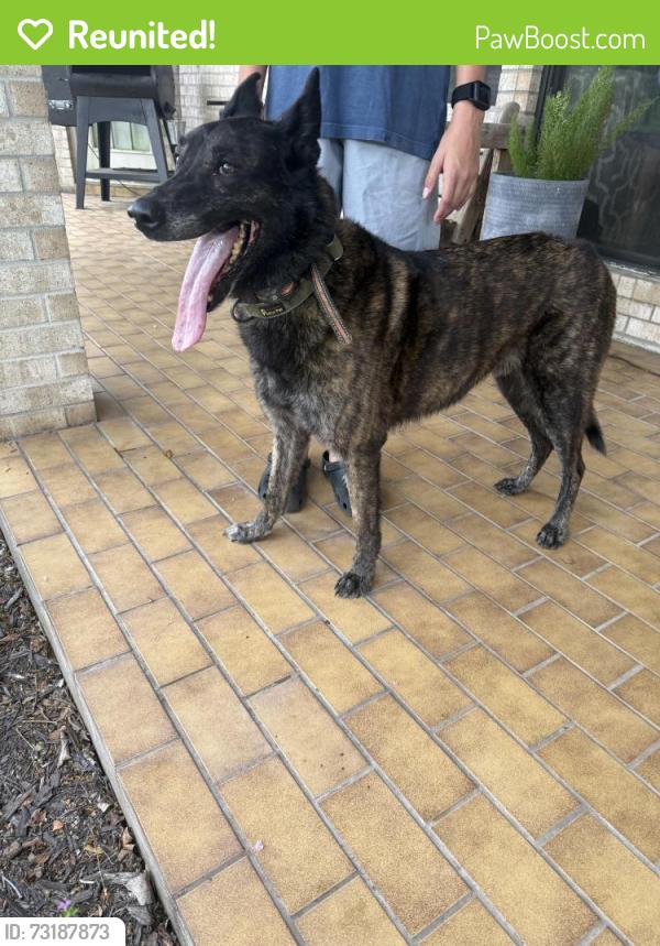 Reunited Male Dog last seen Yost and Washington Irving, Pearland, TX 77581