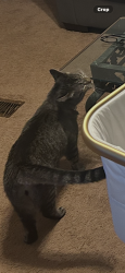 Lost Male Cat last seen Ivy rd, Howardsville, VA 24562