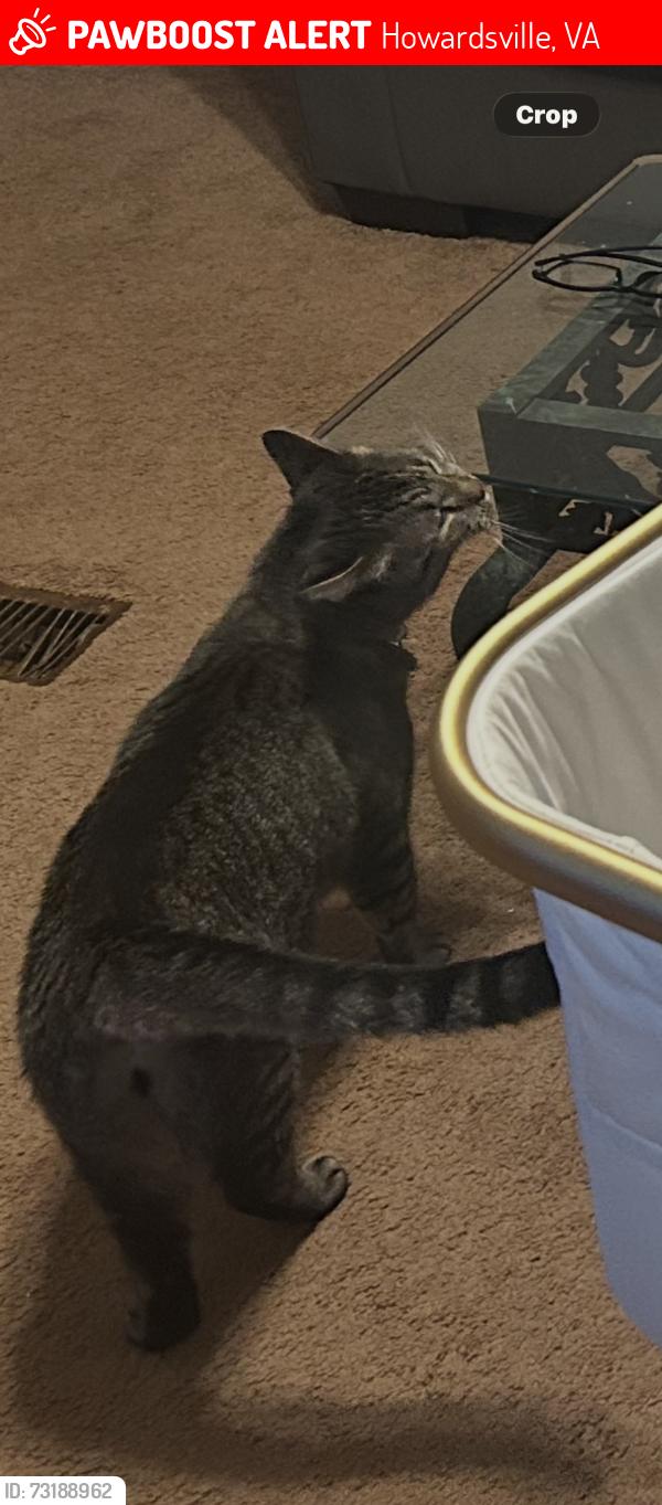 Lost Male Cat last seen Ivy rd, Howardsville, VA 24562
