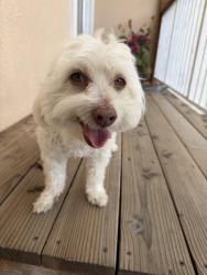 Reunited Male Dog last seen Near Hoffman Blvd, Richmond, CA 94804
