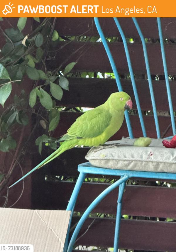 Found/Stray Unknown Bird last seen Victory and Sepulveda, Los Angeles, CA 91411