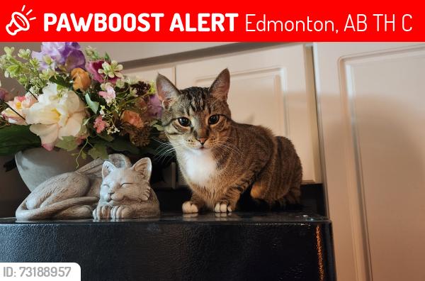 Lost Male Cat last seen Commonwealth area, Edmonton, AB T5H 4C1