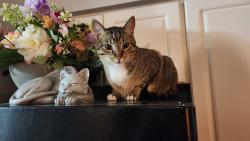 Lost Male Cat last seen Commonwealth area, Edmonton, AB T5H 4C1