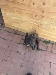 Reunited Male Dog last seen Blue lake dr, San Diego, CA 92119