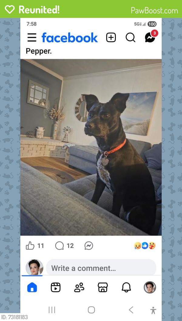 Reunited Female Dog last seen TODDS lane, Hampton, VA 23666