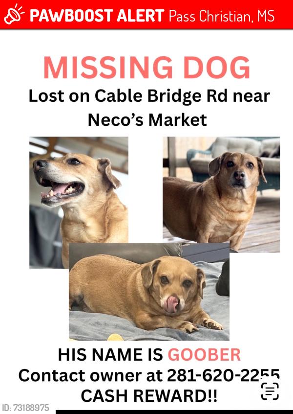 Lost Male Dog last seen Cable bridge and Vidalia, Pass Christian, MS 39571