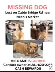 Lost Male Dog last seen Cable bridge and Vidalia, Pass Christian, MS 39571