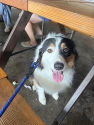 Reunited Female Dog last seen Lavendale, Dallas, TX 75230