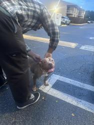 Found/Stray Female Dog last seen 137th, West End, FL 33193