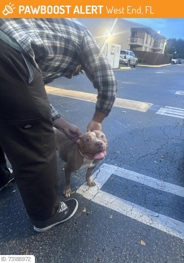 Found/Stray Female Dog last seen 137th, West End, FL 33193