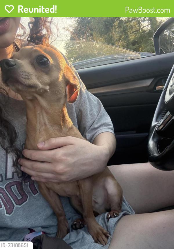 Reunited Male Dog last seen near first baptist alcoa, Alcoa, TN 37701