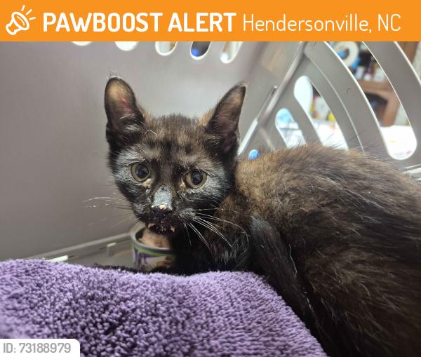 Found/Stray Unknown Cat last seen Clear Creek Road, Hendersonville, NC 28792