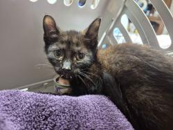 Found/Stray Unknown Cat last seen Clear Creek Road, Hendersonville, NC 28792